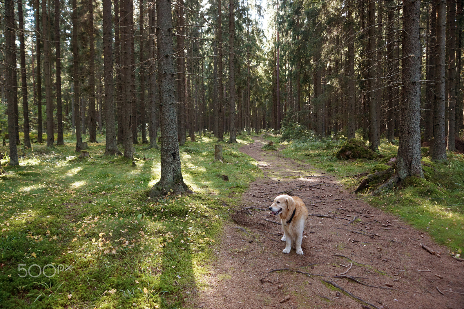 Sony SLT-A65 (SLT-A65V) sample photo. A golden retriever stands on a path in a spruce forest photography