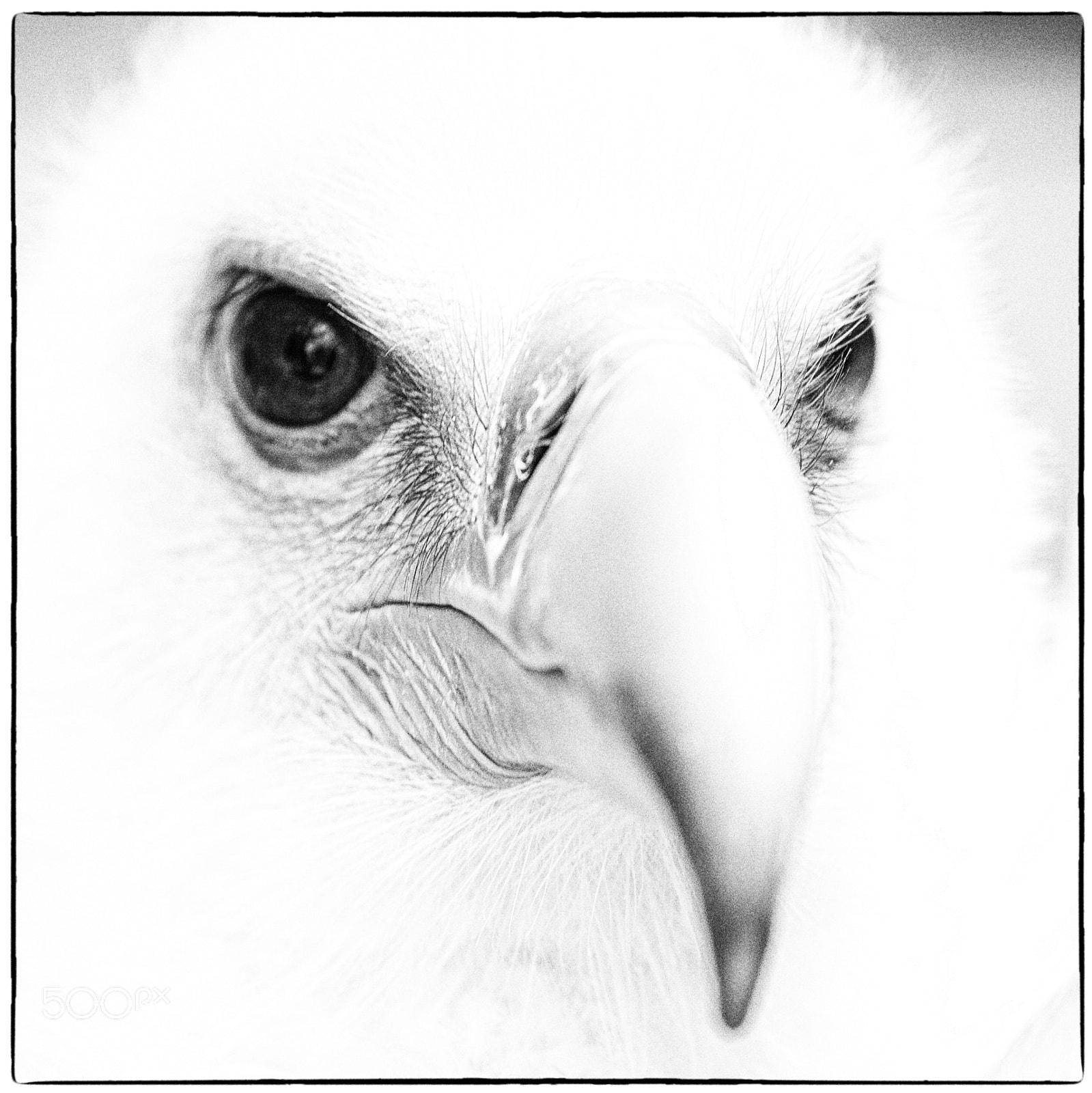 Canon EF 70-200mm F4L USM sample photo. Baby eagle photography