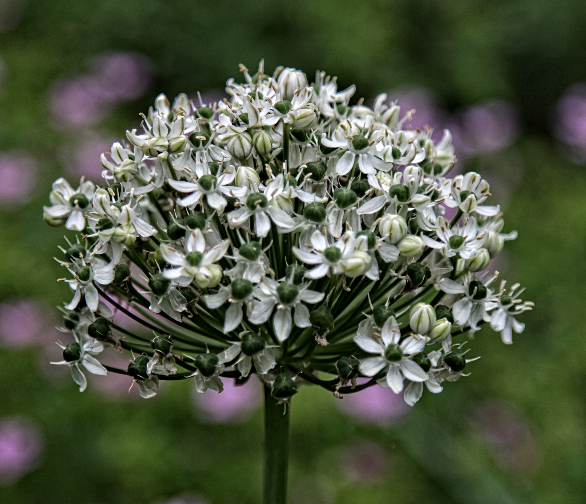 Canon EOS 50D + Canon EF 24-105mm F4L IS USM sample photo. Lg flower 01 r photography