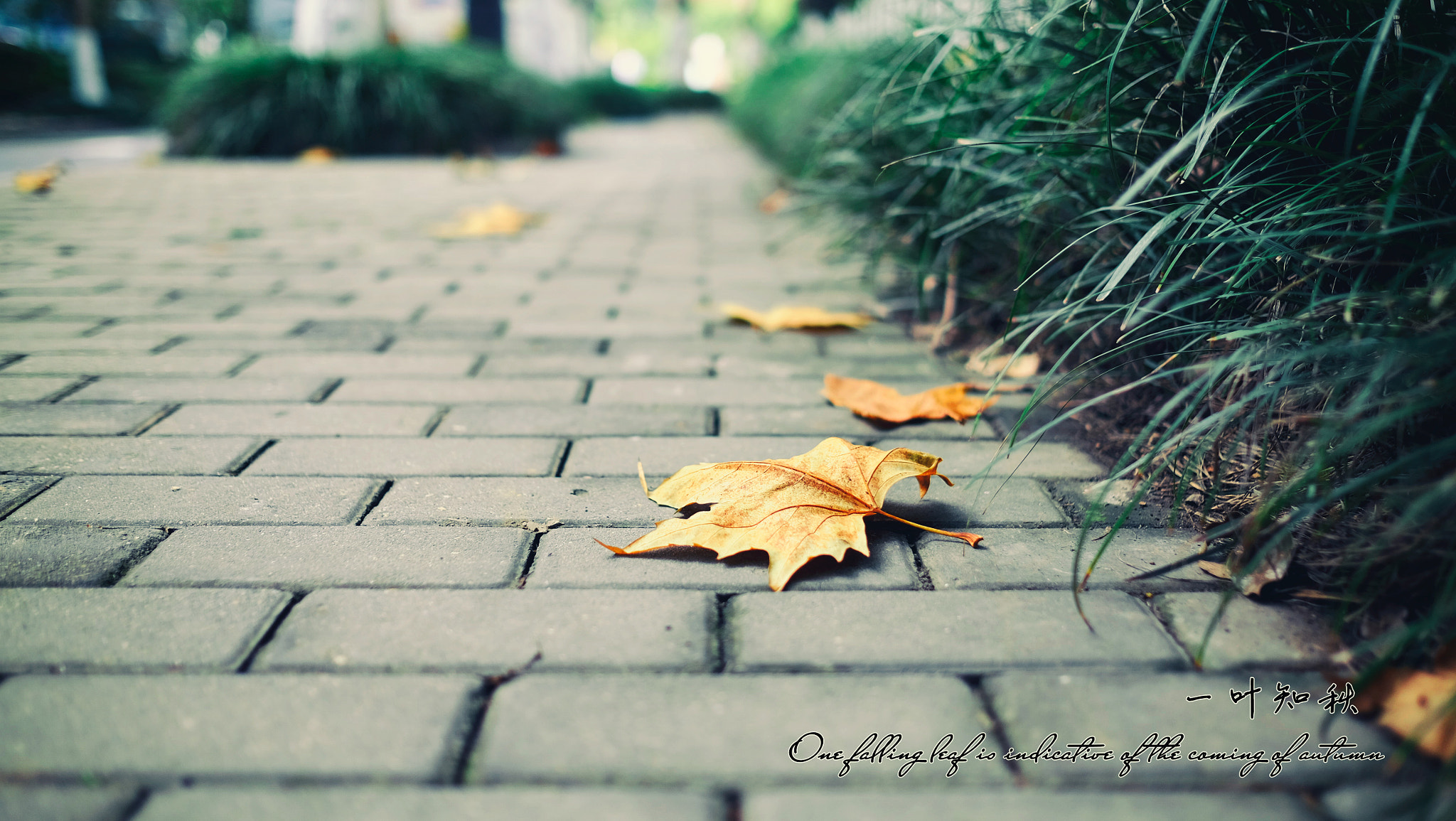 Fujifilm X-T1 + Fujifilm XF 23mm F1.4 R sample photo. 一叶知秋 photography