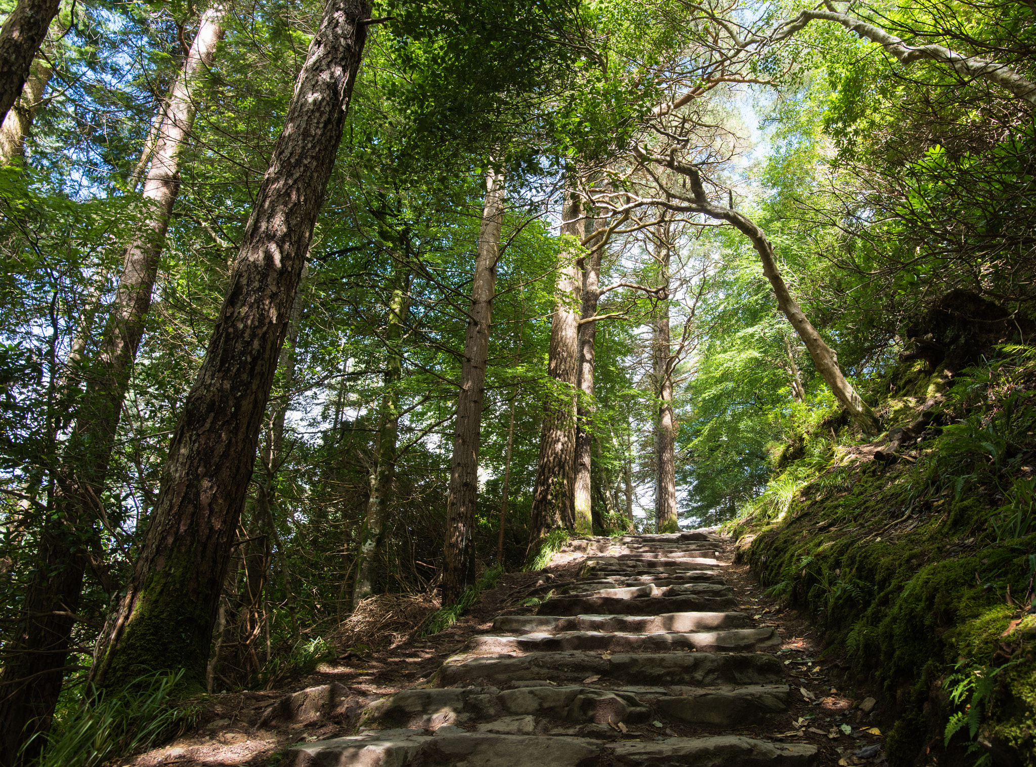 Nikon D810 + Nikon AF-S Nikkor 17-35mm F2.8D ED-IF sample photo. Path to wonderland photography