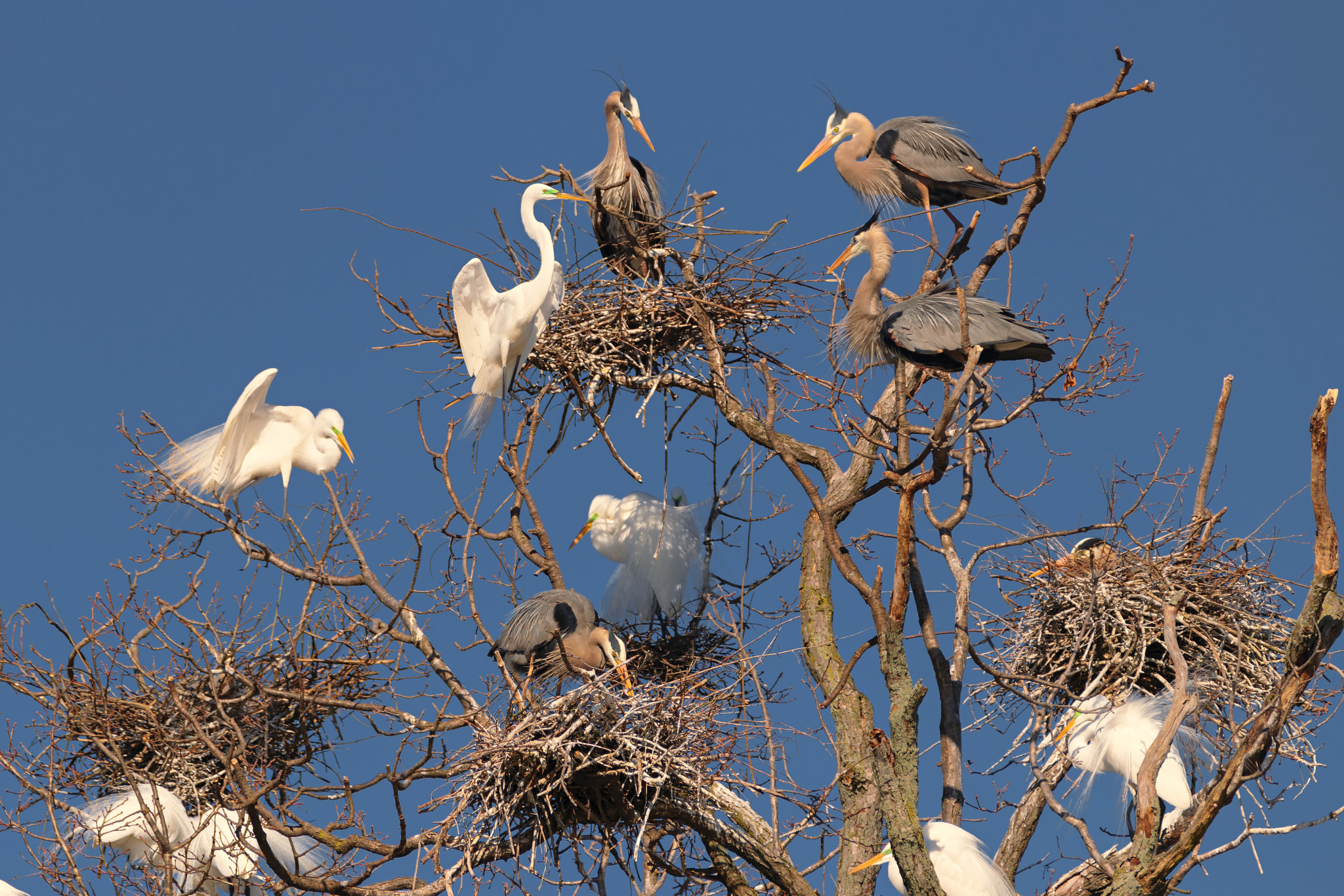 Nikon D3300 + Sigma 150-600mm F5-6.3 DG OS HSM | C sample photo. Crowded neighborhood photography