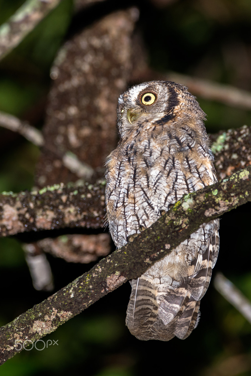 Nikon D800 + Sigma 150-600mm F5-6.3 DG OS HSM | C sample photo. Tropical screech-owl photography