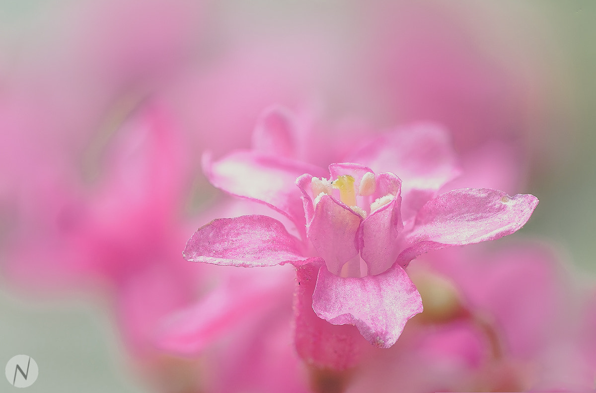 ZEISS Touit 50mm F2.8 sample photo. Flower iii photography