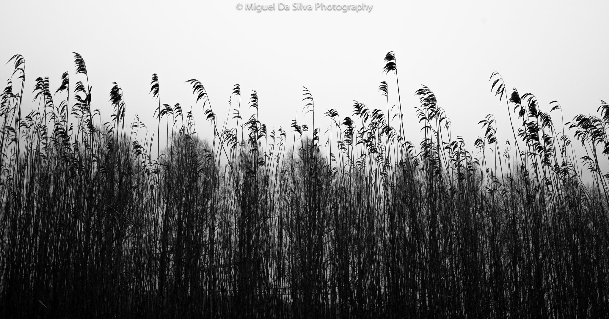 Sony Alpha DSLR-A900 sample photo. Alone and free like the wind photography
