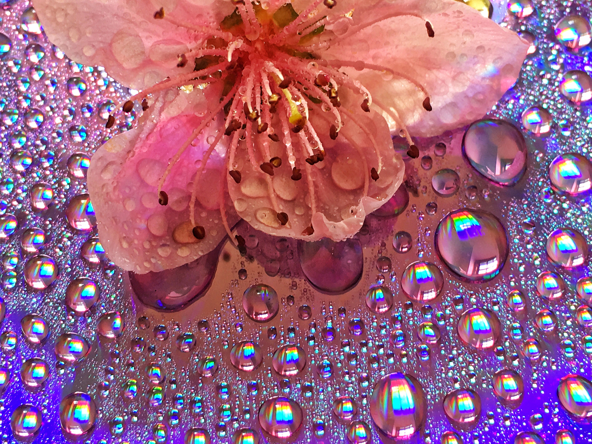 Apple iPhone8,1 sample photo. Touch of pink ii photography