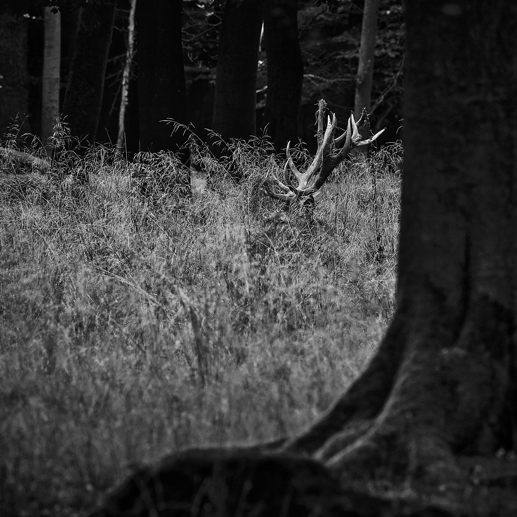 Phase One IQ3 100MP sample photo. Stag resting photography