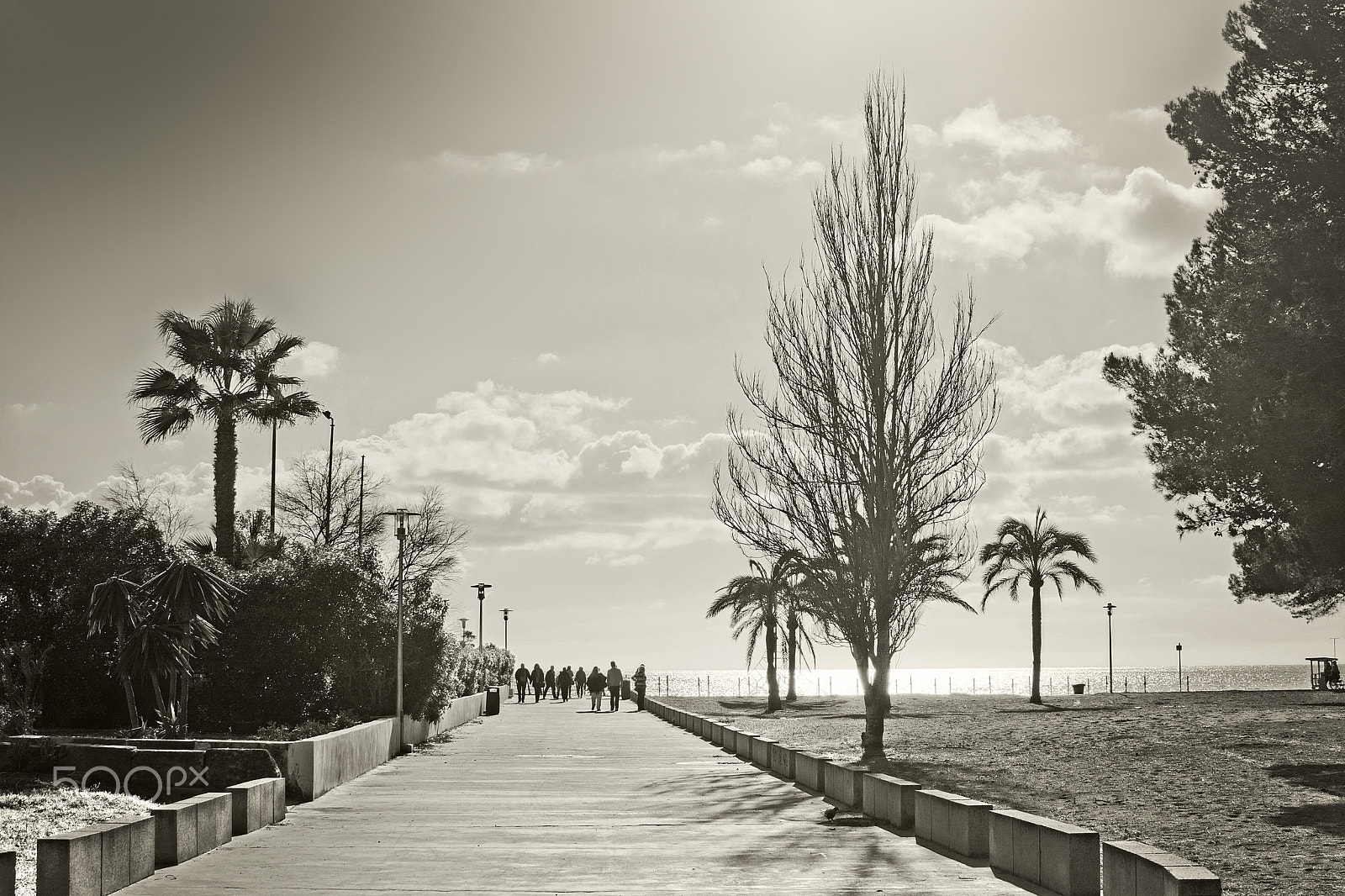 AF DC-Nikkor 135mm f/2D sample photo. Mallorca spring backlight photography