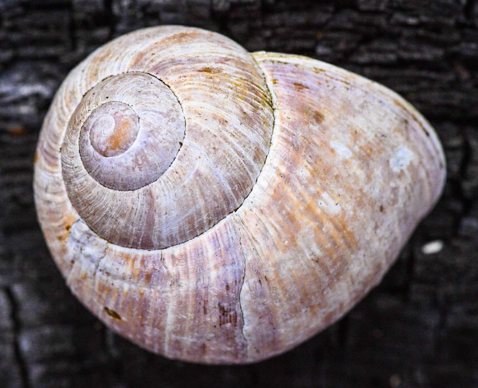 Nikon D750 + Sigma 105mm F2.8 EX DG Macro sample photo. Snail. photography