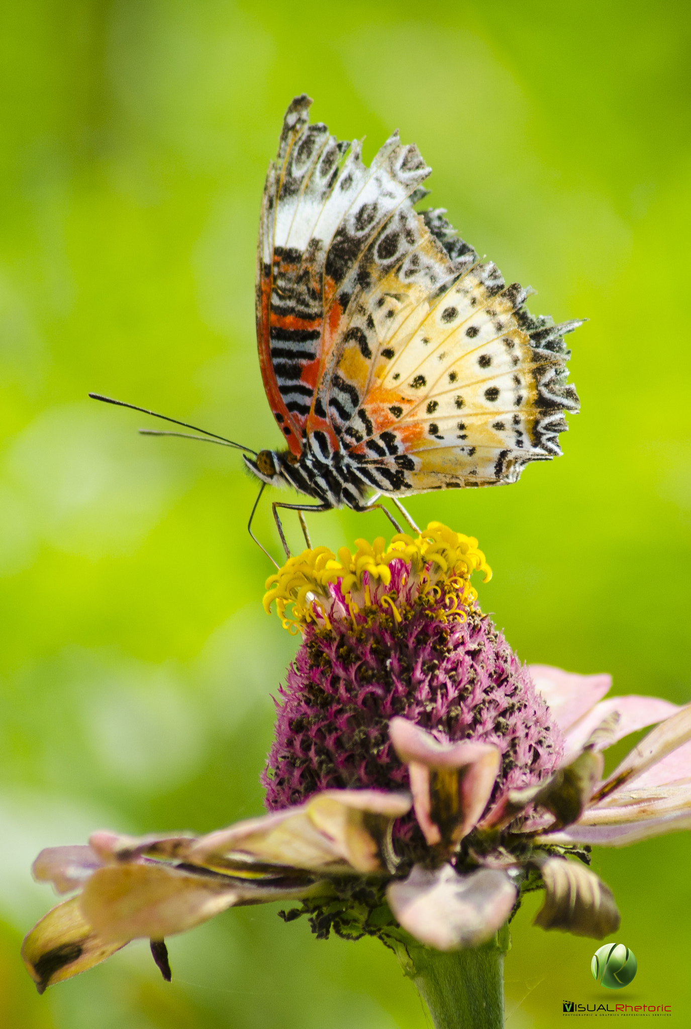 Nikon D5100 sample photo. Leopard lacewing butterfly photography