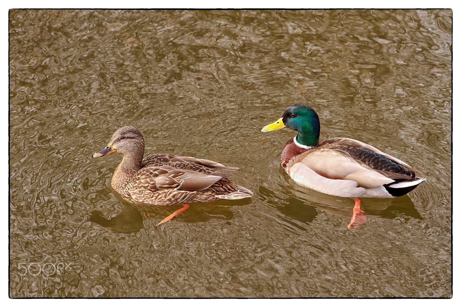 Canon EOS 7D + Canon EF 70-200mm F4L USM sample photo. Duck pair photography