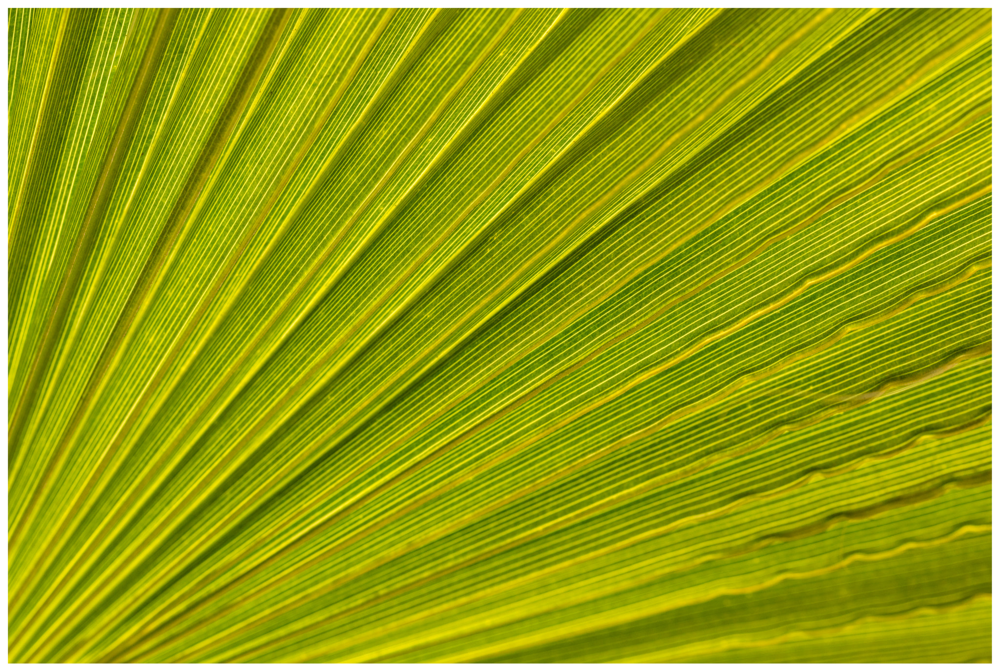 Canon EF 100mm F2.8L Macro IS USM sample photo. Leaf photography