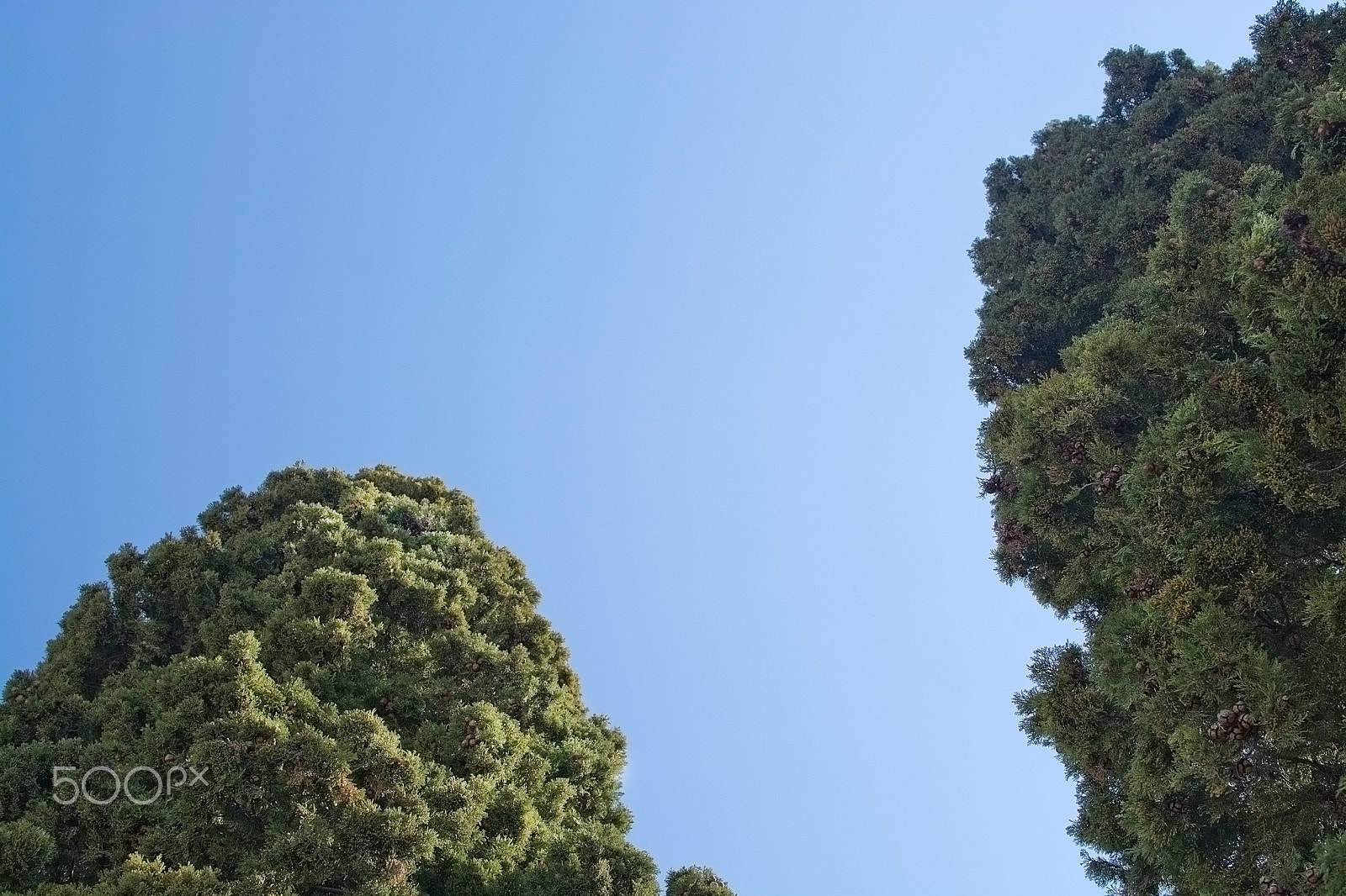 Nikon D7100 sample photo. Green sunlit juniper tops photography