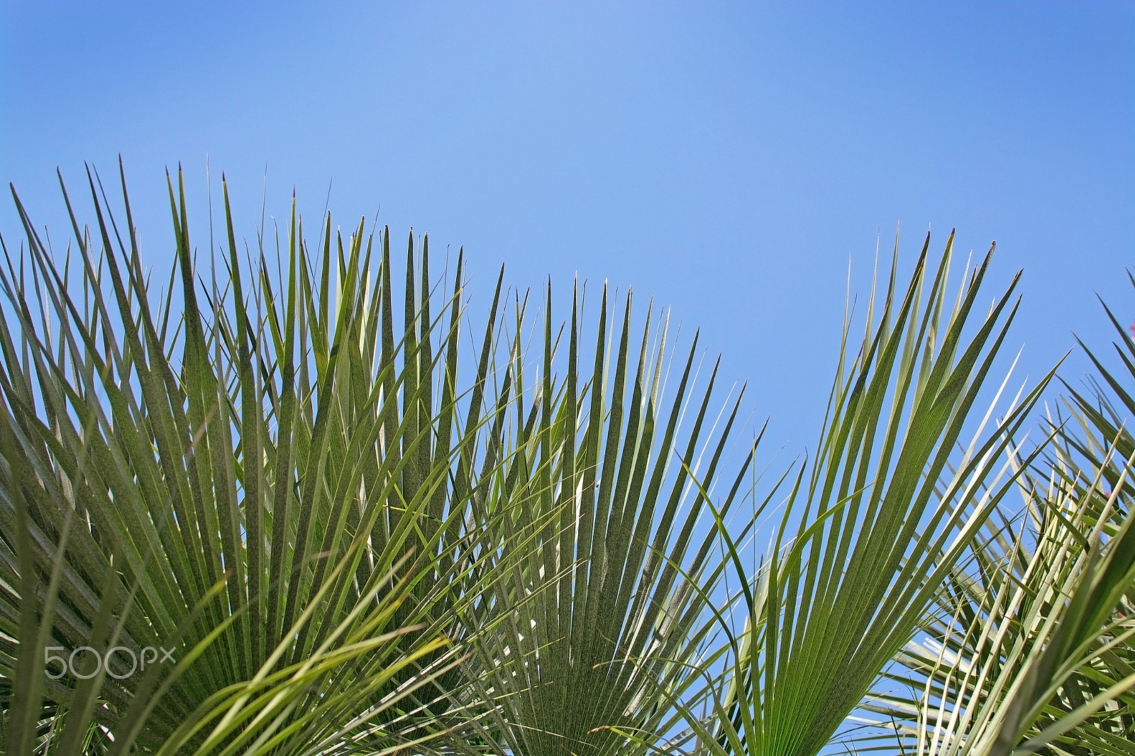 Nikon D7100 sample photo. Green sunlit palm leaf photography