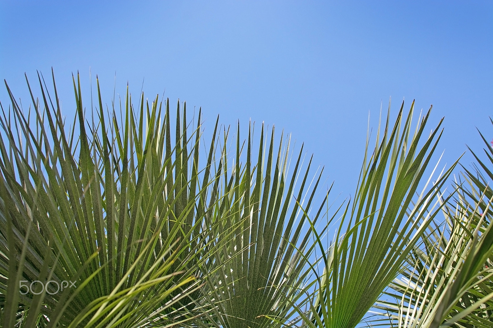 Nikon D7100 + AF Zoom-Nikkor 28-80mm f/3.5-5.6D sample photo. Green sunlit palm leaf photography