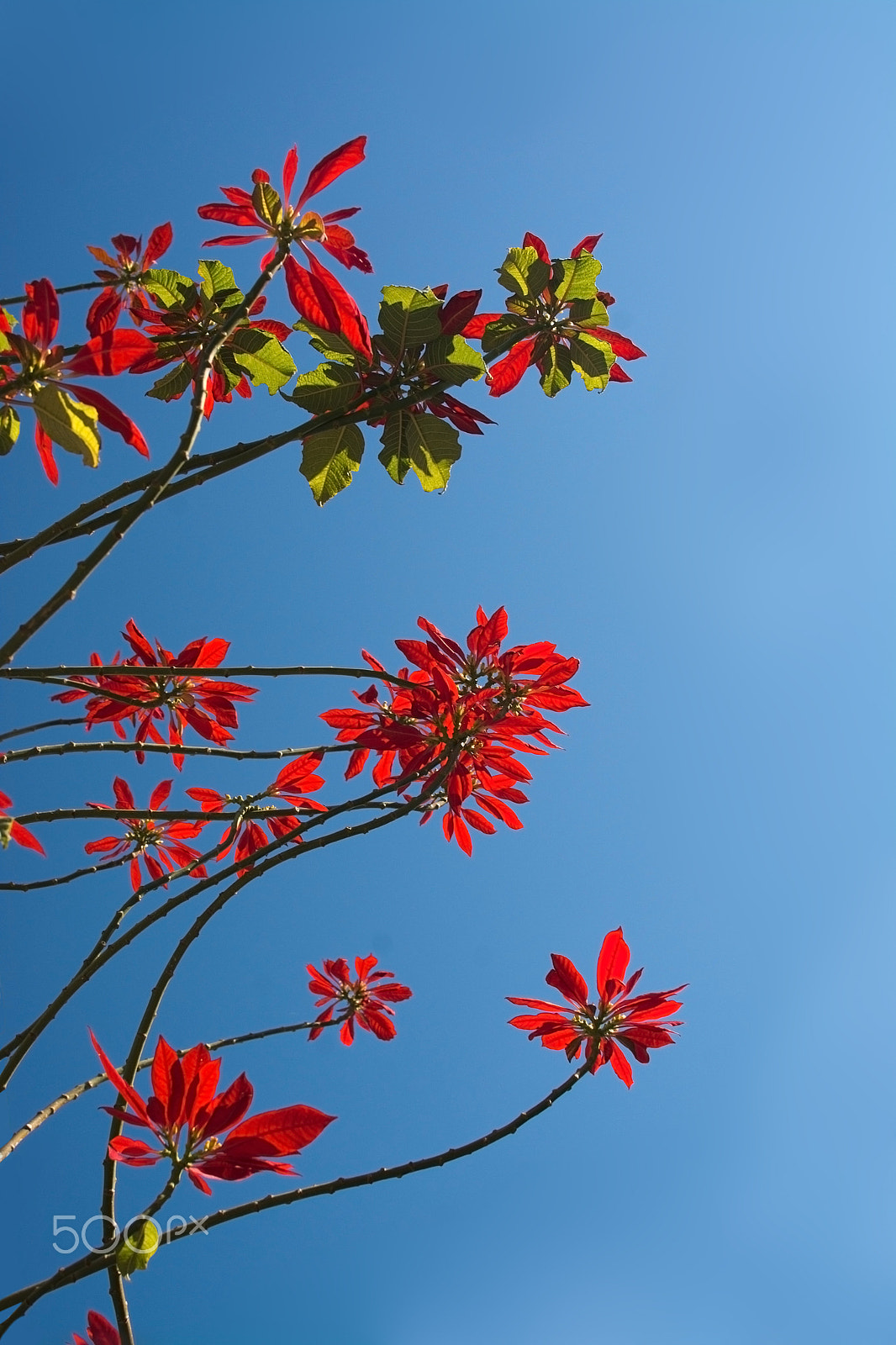 Nikon D7100 + Sigma 28-300mm F3.5-6.3 DG Macro sample photo. Red flowers on tree photography