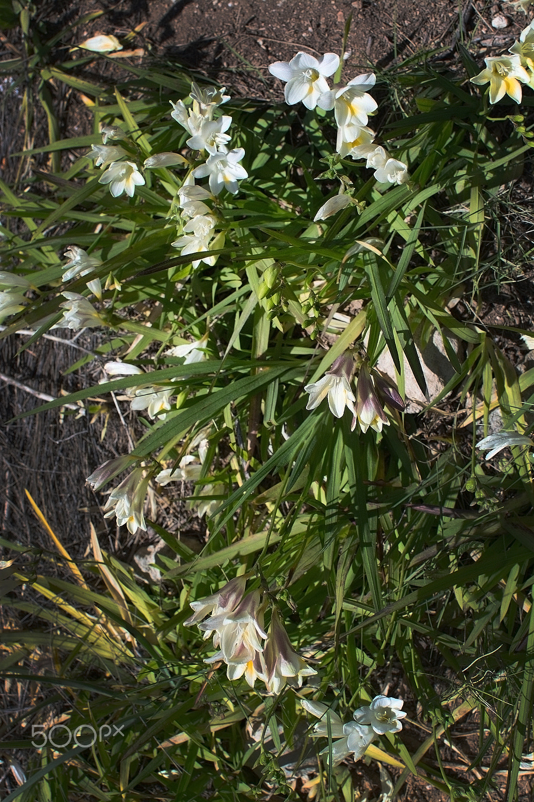 Nikon D7100 + AF Nikkor 24mm f/2.8 sample photo. White wildflowers freesia iridaceae photography