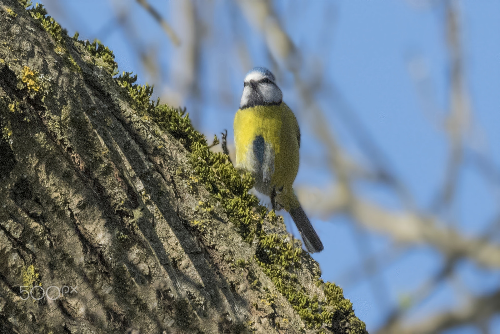 Sigma 150-600mm F5-6.3 DG OS HSM | C sample photo. Tit photography