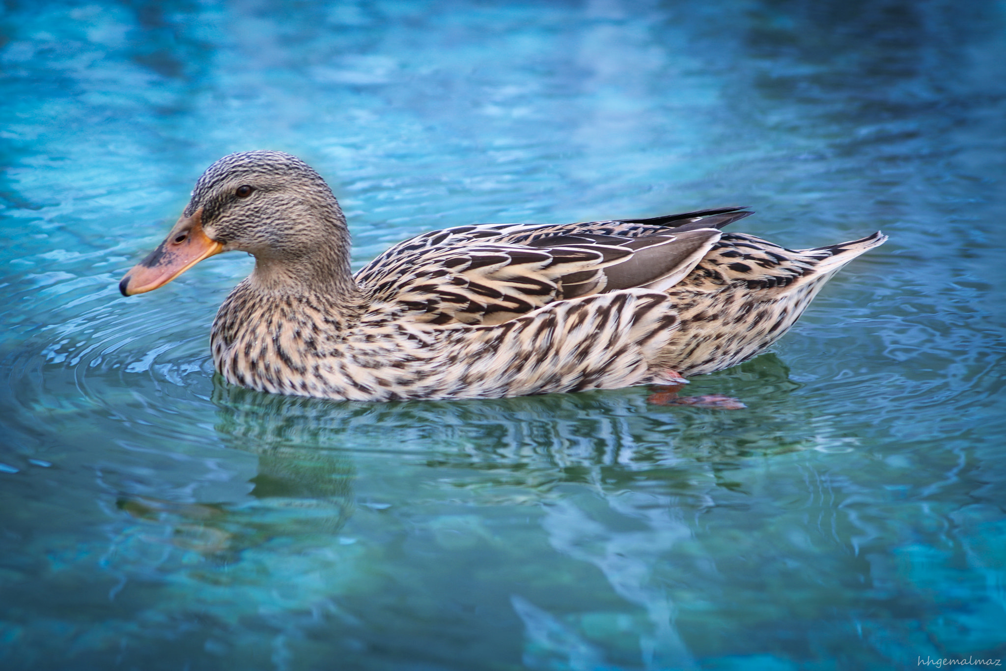 Canon EOS 750D (EOS Rebel T6i / EOS Kiss X8i) sample photo. Ugly duck photography