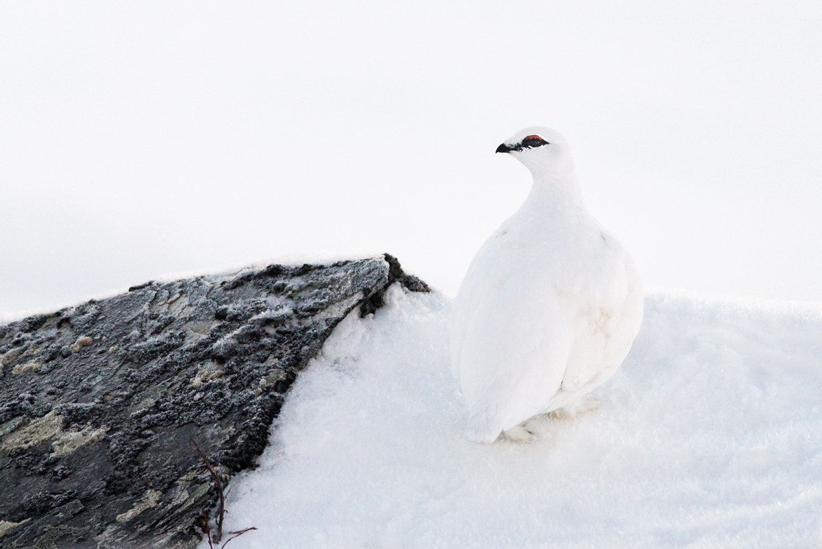 Nikon D610 + Nikon AF-S Nikkor 300mm F4D ED-IF sample photo. Winter camo photography