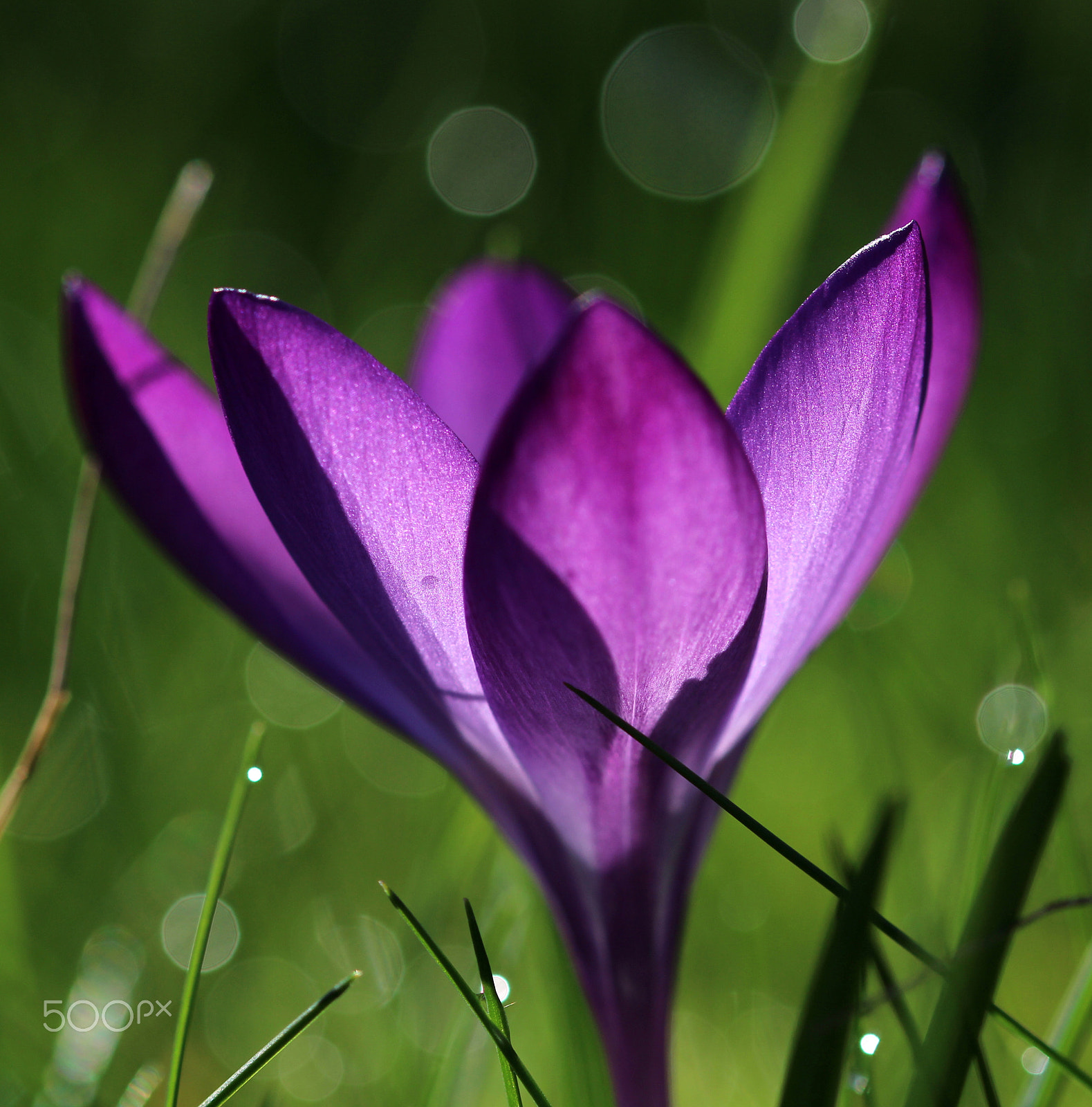 Sigma 105mm F2.8 EX DG OS HSM sample photo. A crocus and bokeh photography