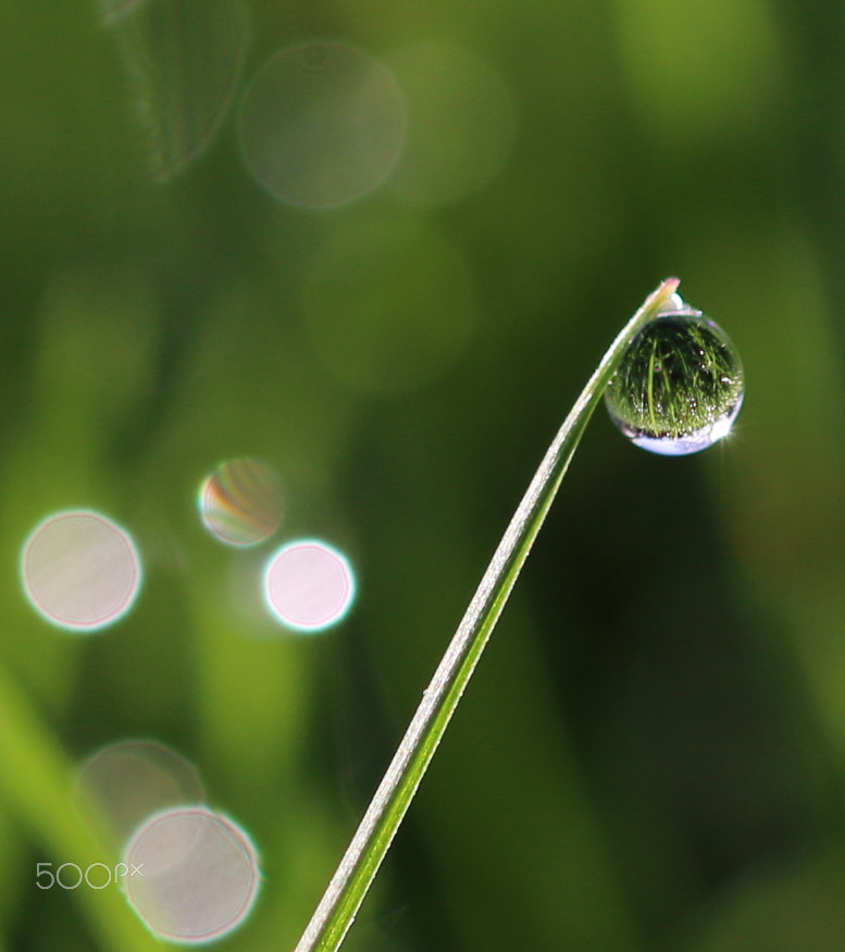 Sigma 105mm F2.8 EX DG OS HSM sample photo. Reflection photography