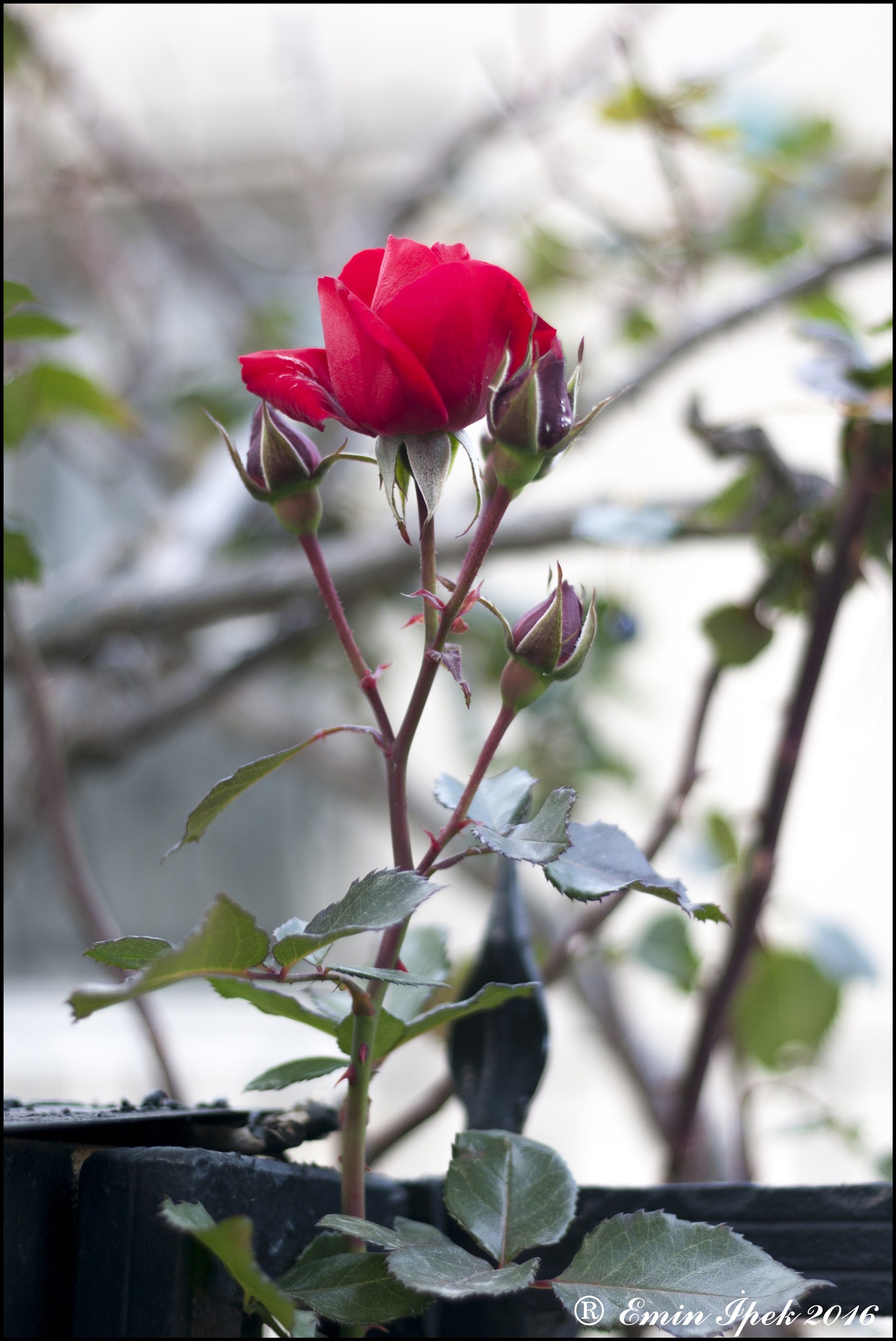 Canon EOS 40D + Canon EF 50mm F1.8 STM sample photo. Rose photography