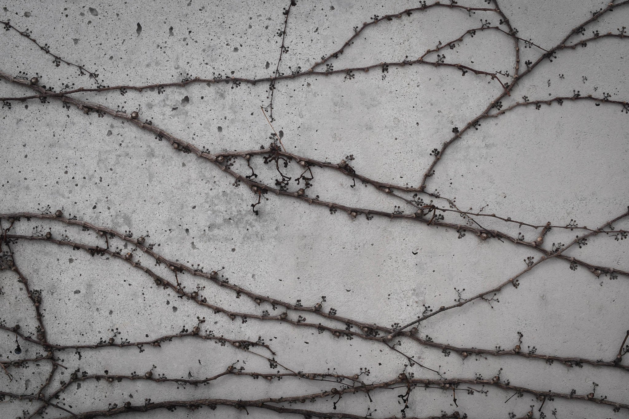 Nikon AF-S DX Micro Nikkor 40mm F2.8 sample photo. Vines photography