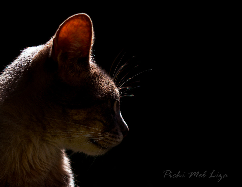 Nikon D7100 + Nikon AF-S Nikkor 50mm F1.4G sample photo. Shrödinger photography
