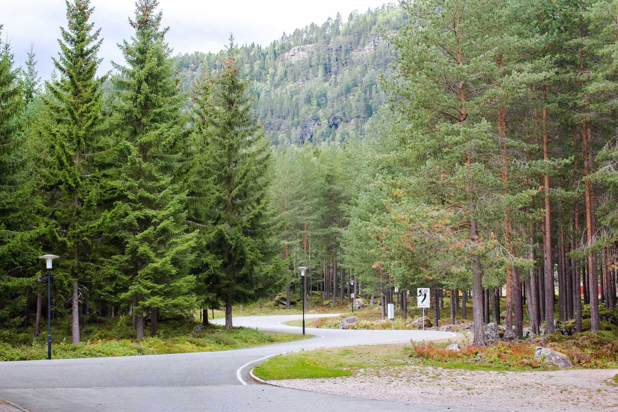 Canon EOS 650D (EOS Rebel T4i / EOS Kiss X6i) sample photo. Way to the forest photography