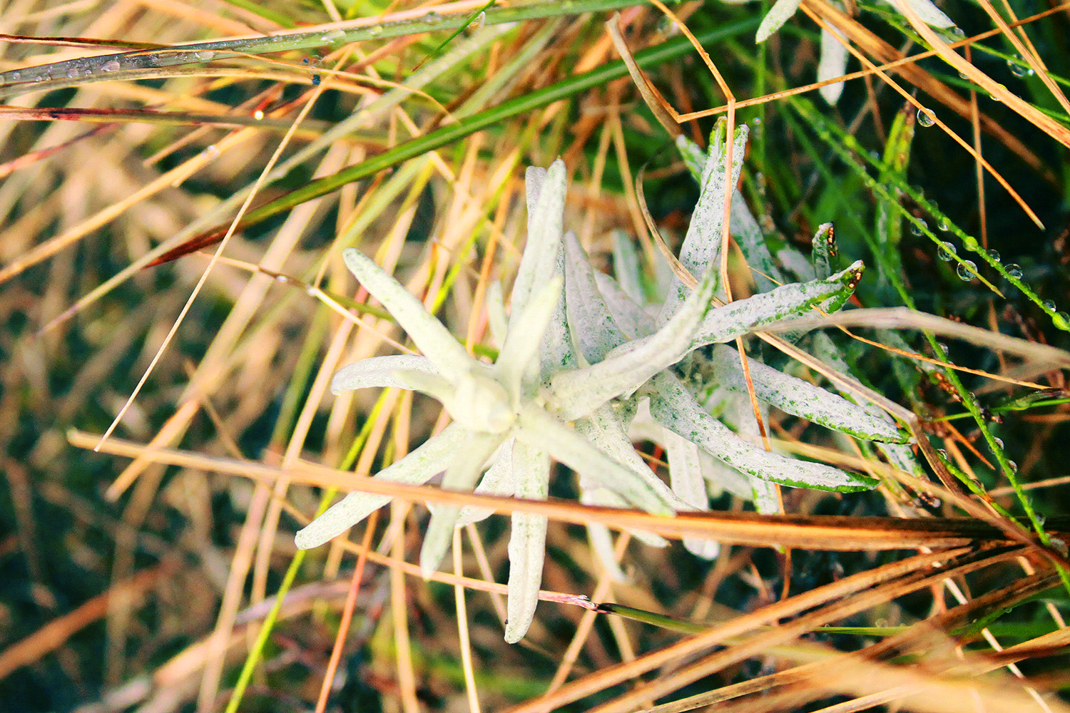Canon EF-S 18-55mm F3.5-5.6 IS sample photo. Alpine flower photography
