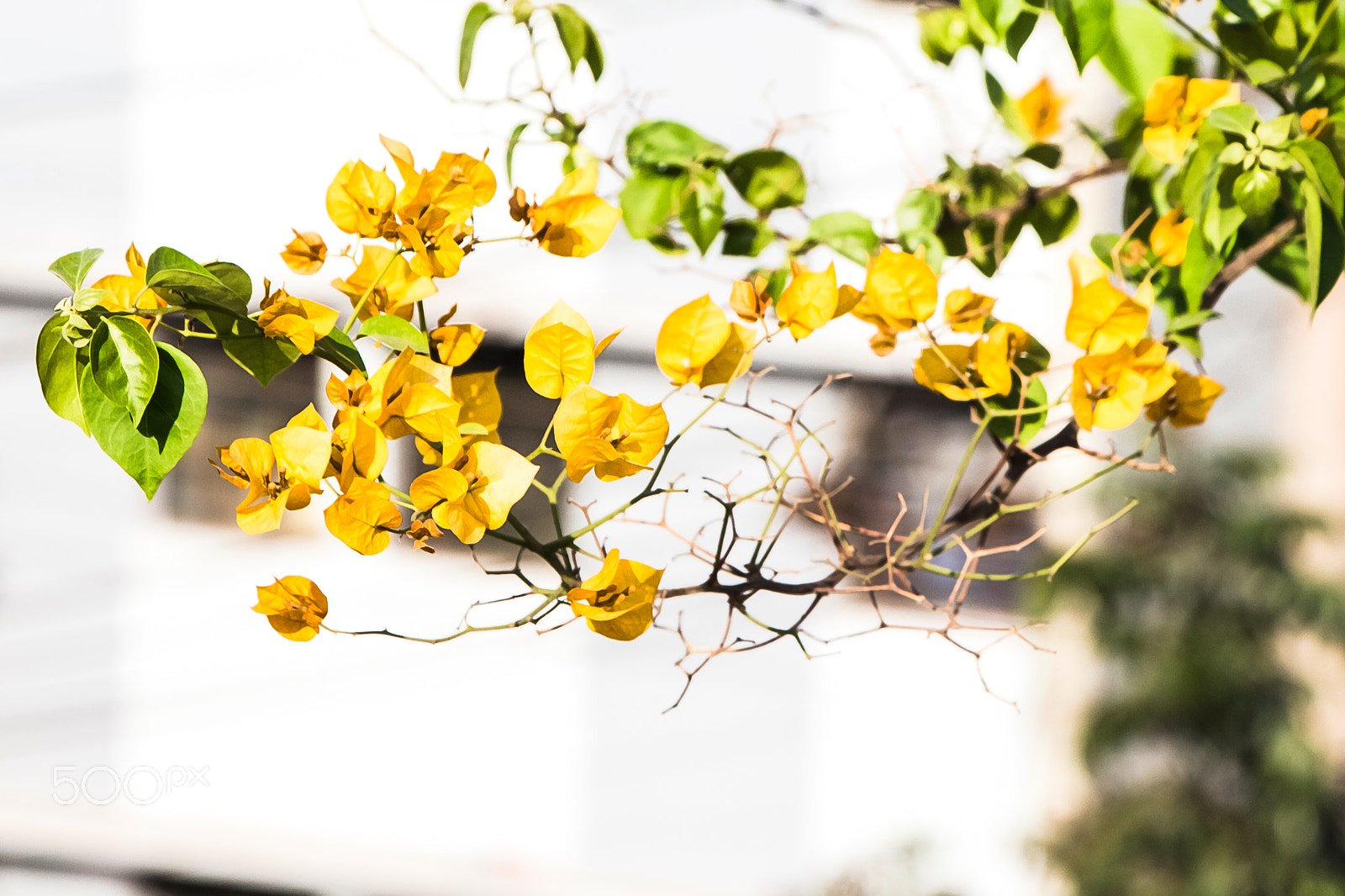 Canon EOS 700D (EOS Rebel T5i / EOS Kiss X7i) sample photo. Flower -03 photography