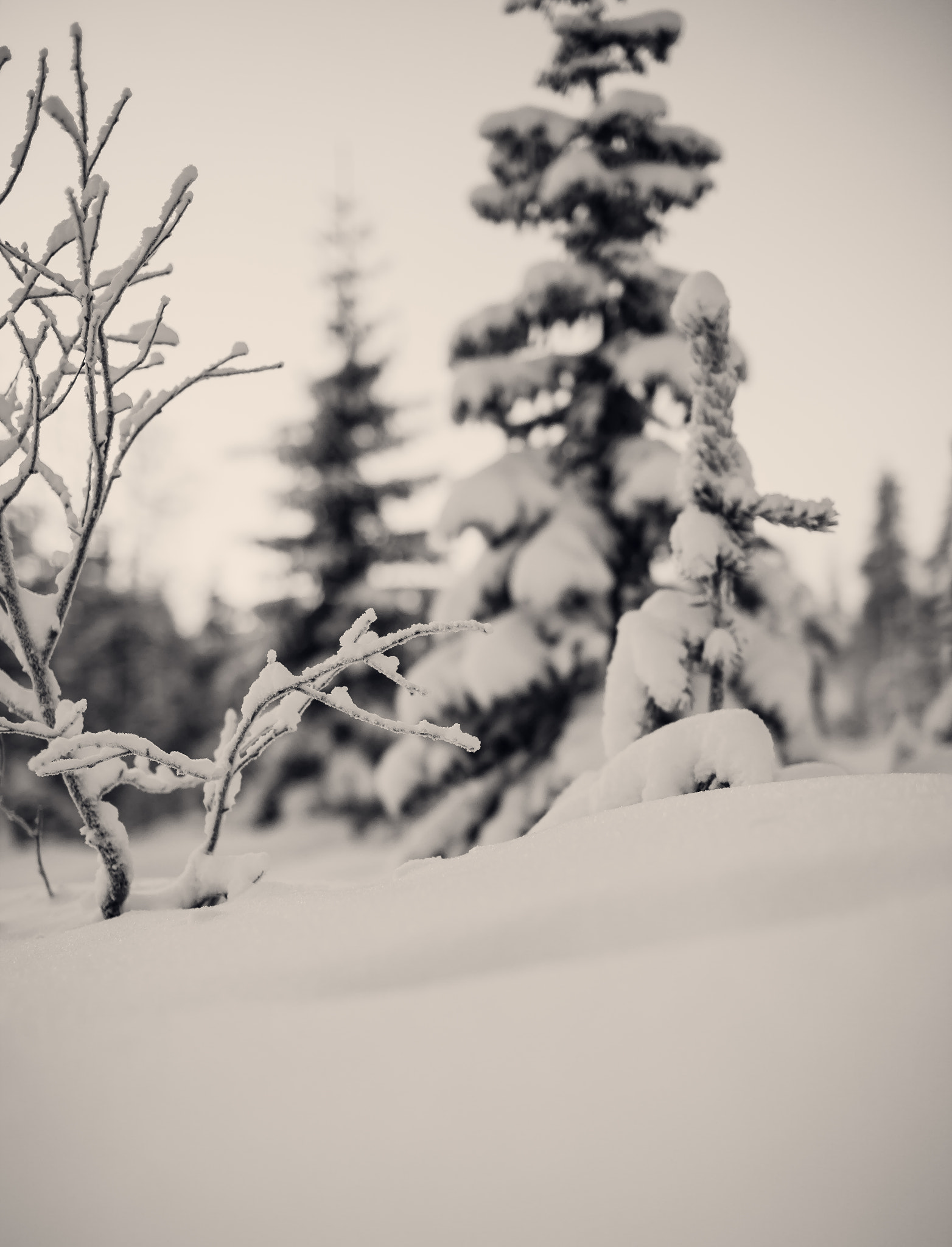 Canon EOS 5D Mark II sample photo. Pure. white photography