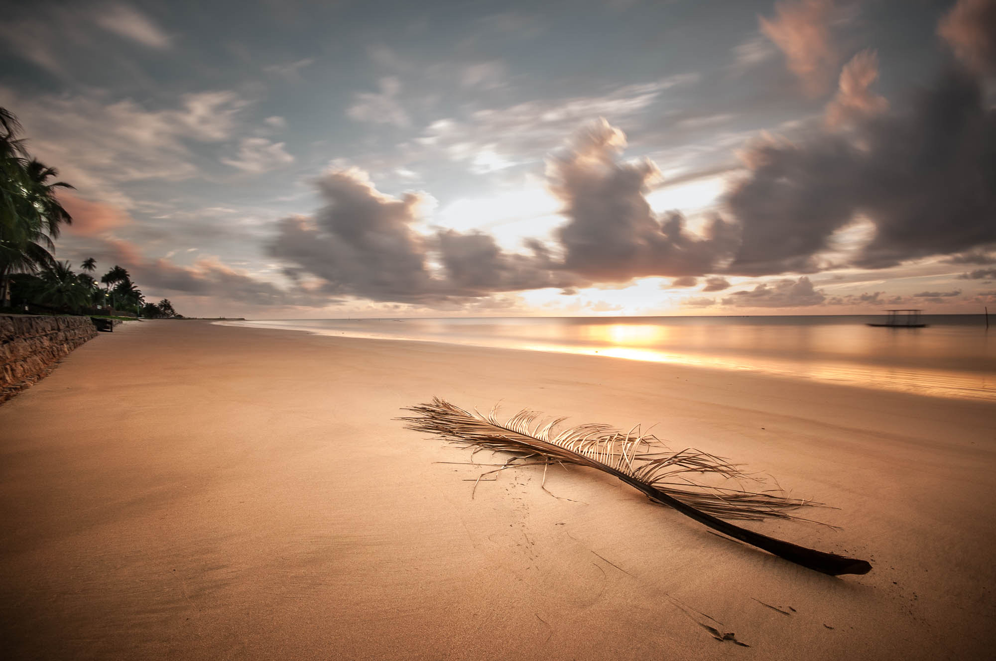 Sigma 10-20mm F4-5.6 EX DC HSM sample photo. Palm leaf photography