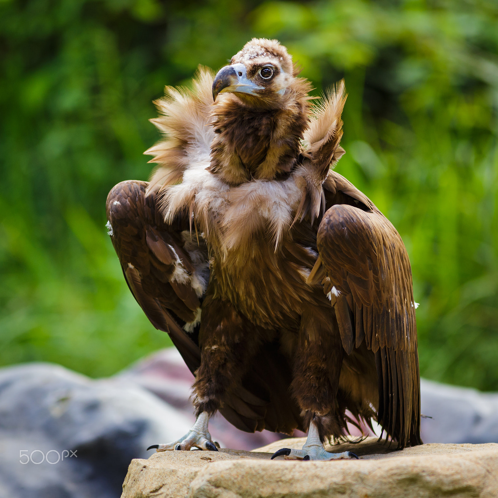 Canon EOS 6D + Canon EF 300mm F4L IS USM sample photo. Flamboyant photography