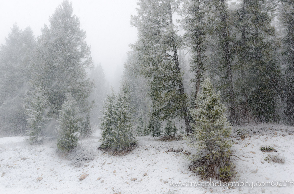 Nikon AF-S Nikkor 24-70mm F2.8G ED sample photo. Farewell to winter photography