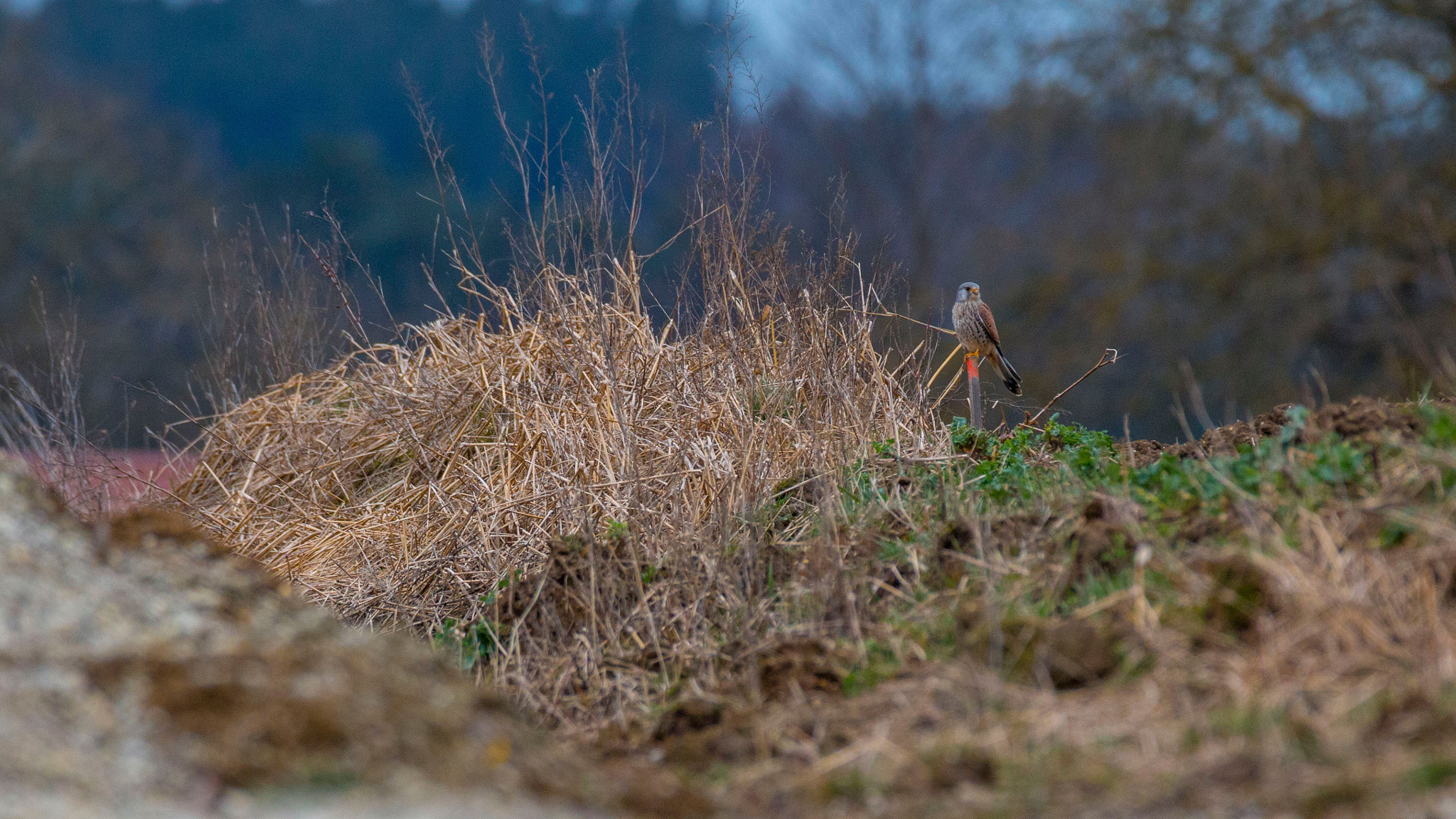 150-600mm F5-6.3 DG OS HSM | Contemporary 015 sample photo. Turmfalke photography