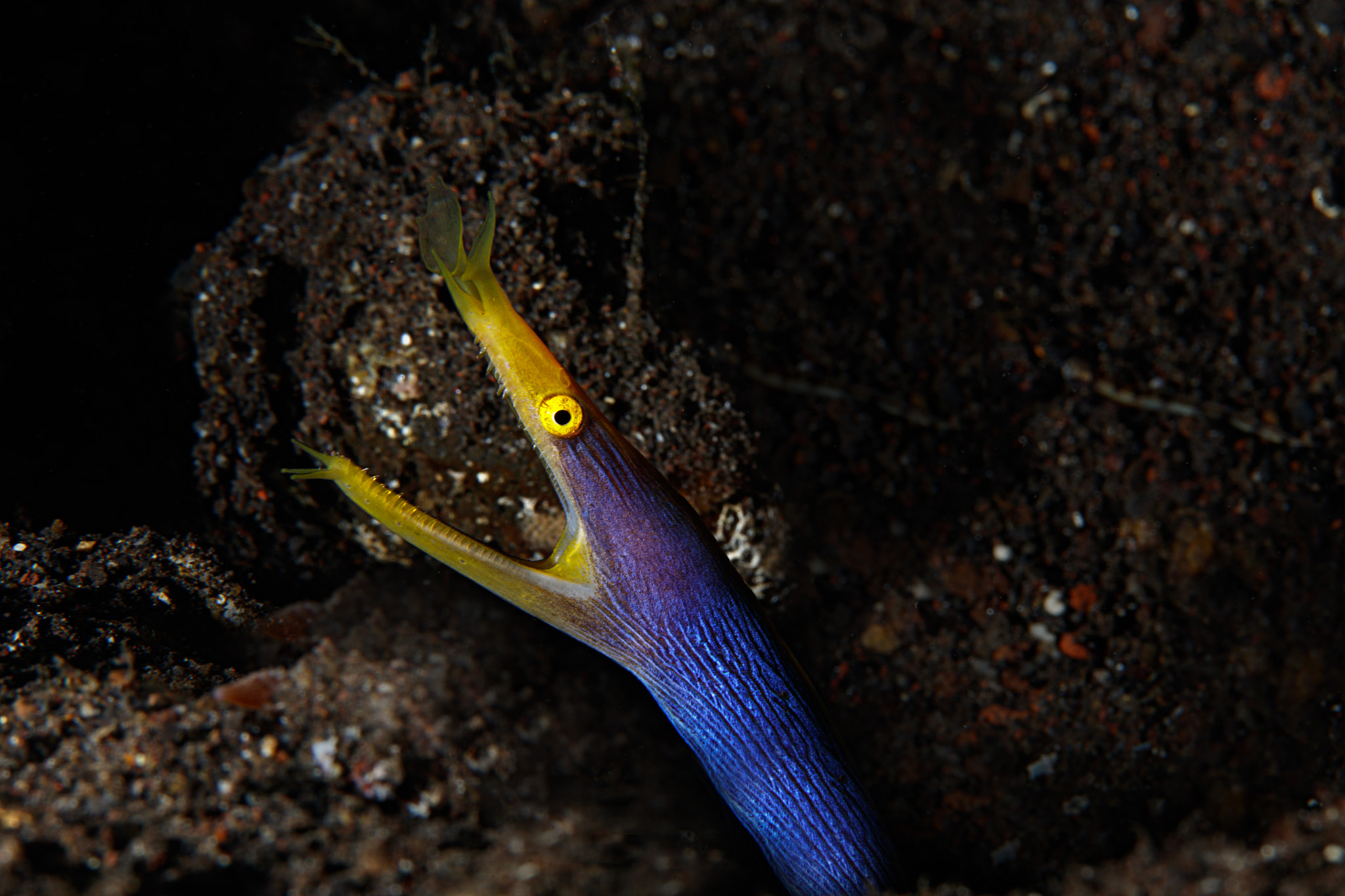 Canon EF 100mm F2.8L Macro IS USM sample photo. Blue ribbon eel, tulamben bali photography