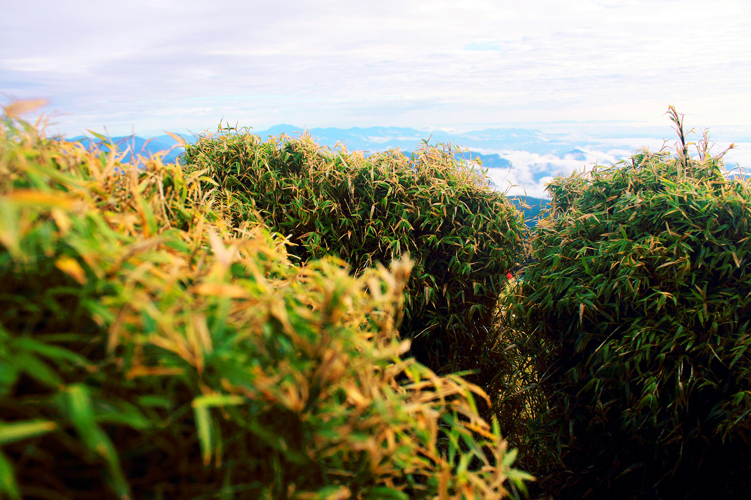 Canon EF-S 18-55mm F3.5-5.6 IS sample photo. Let's play hide and seek, shall we? photography