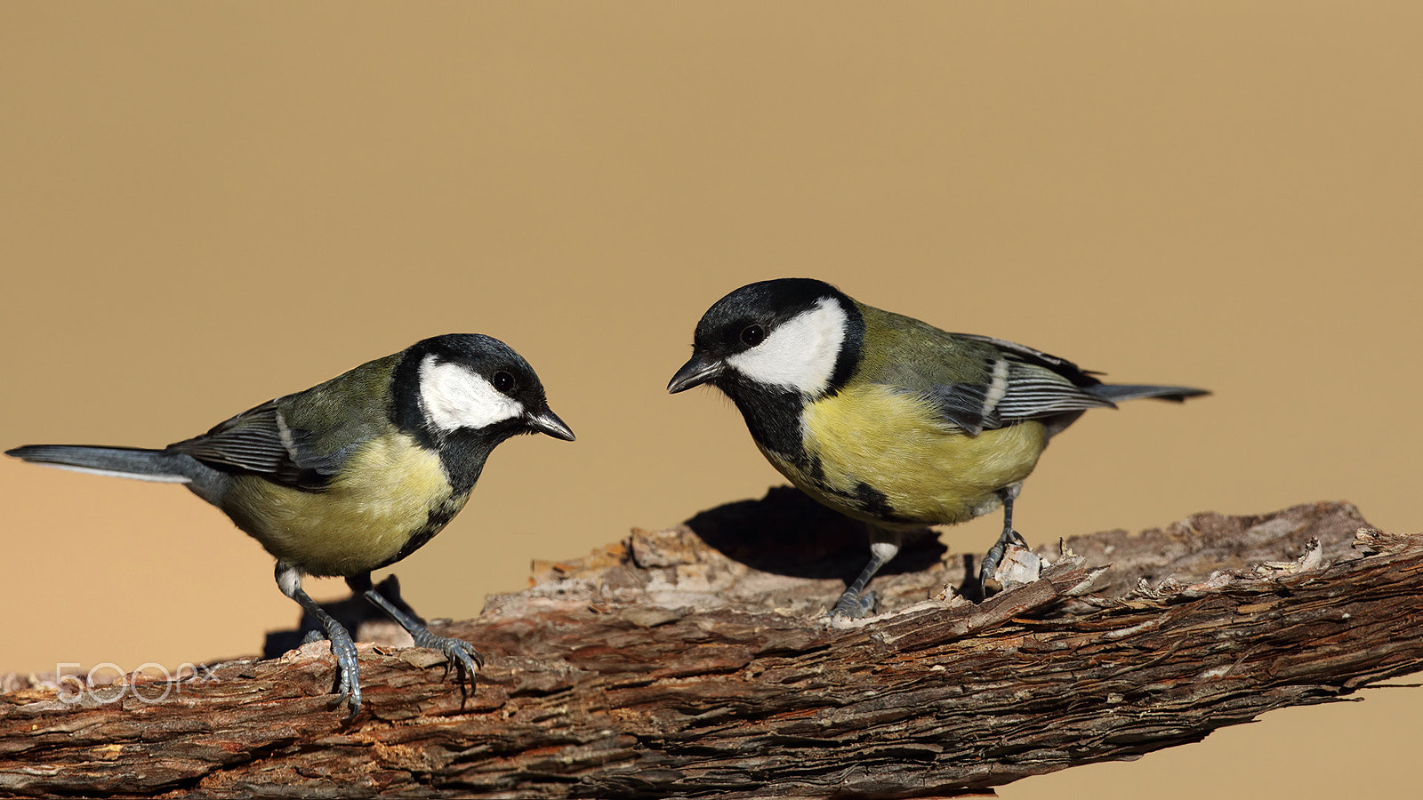 Canon EF 500mm F4L IS USM sample photo. Great tit. photography
