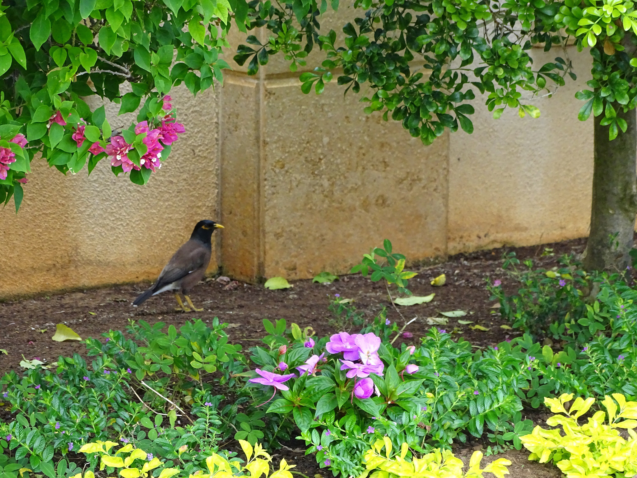 Sony 24-210mm F2.8-6.3 sample photo. Myna bird in garden with pretty flowers, trees stone walls. photography