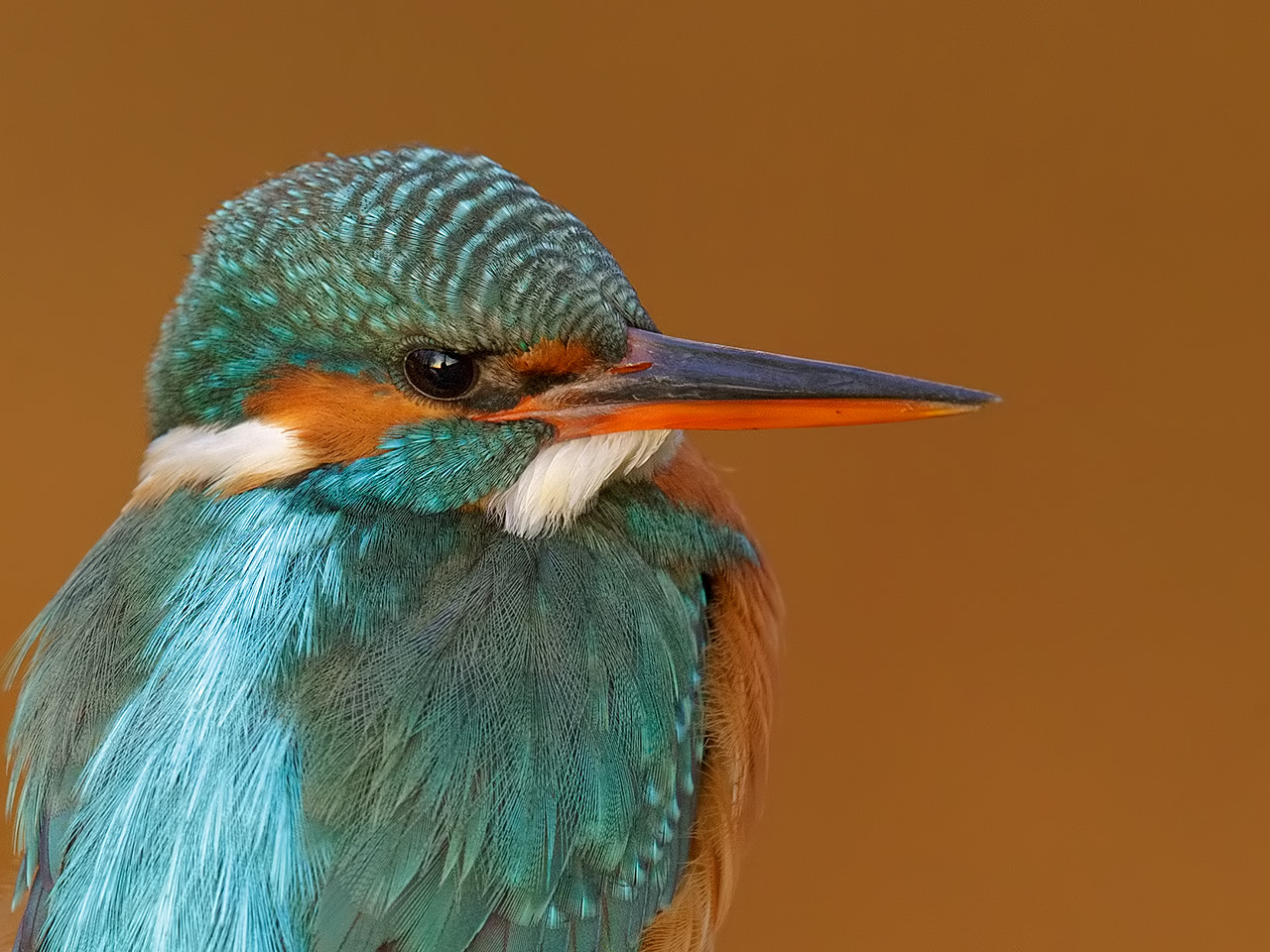 Canon EOS-1D X sample photo. Kingfisher, female.  photography