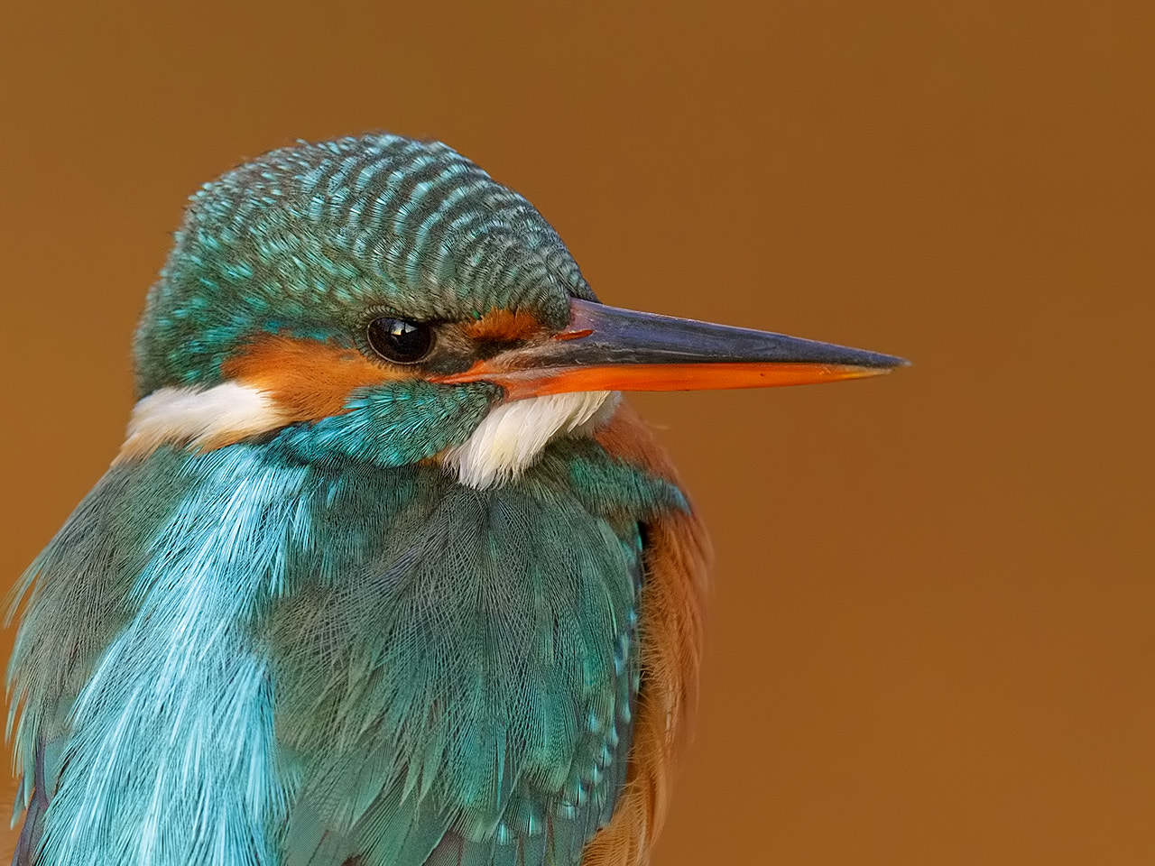 Canon EF 600mm F4L IS II USM sample photo. Kingfisher, female.  photography