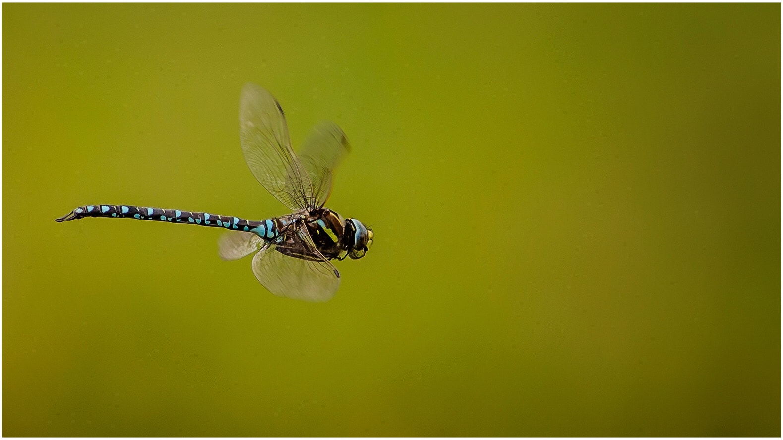 Canon EOS 6D + Canon EF 400mm F5.6L USM sample photo. Dragonfly in flight photography