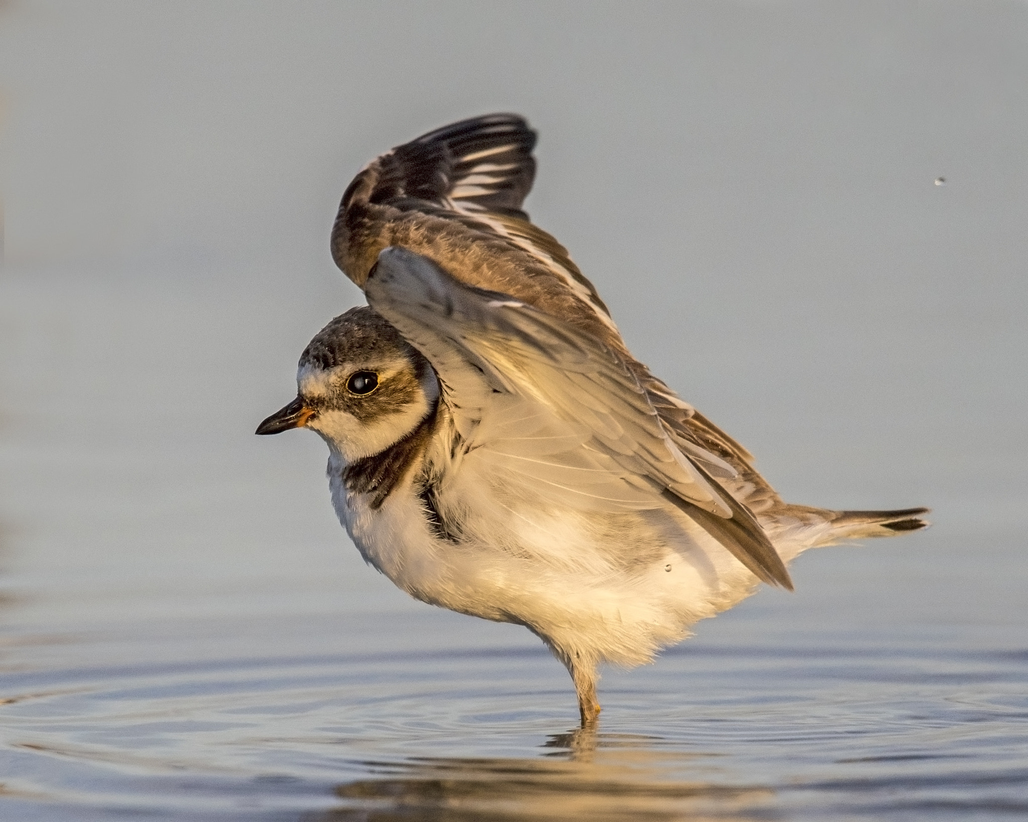 Nikon AF-S Nikkor 600mm F4G ED VR sample photo. Semipalmated plower- juvenile photography