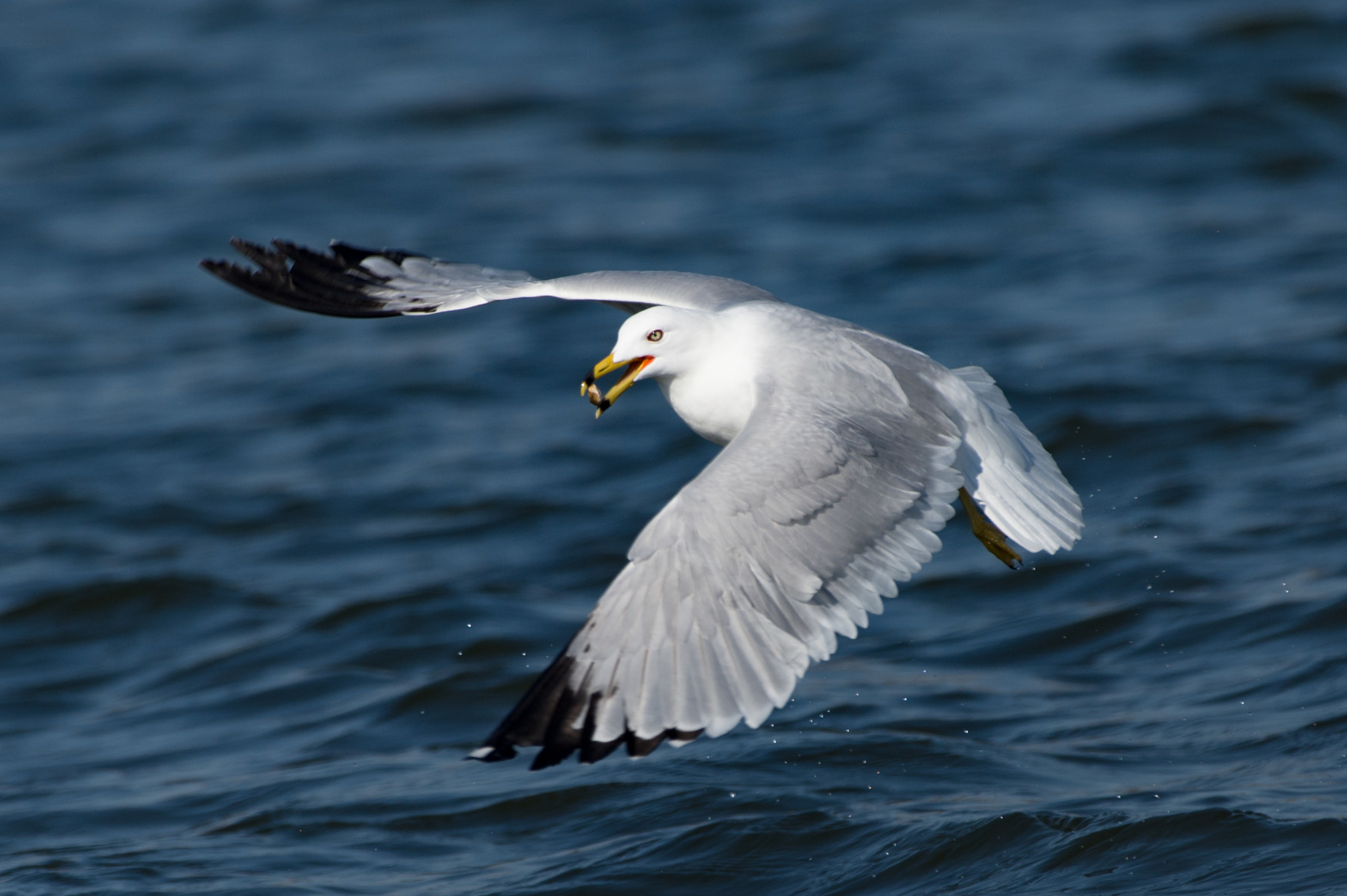 Nikon AF-S Nikkor 200-500mm F5.6E ED VR sample photo