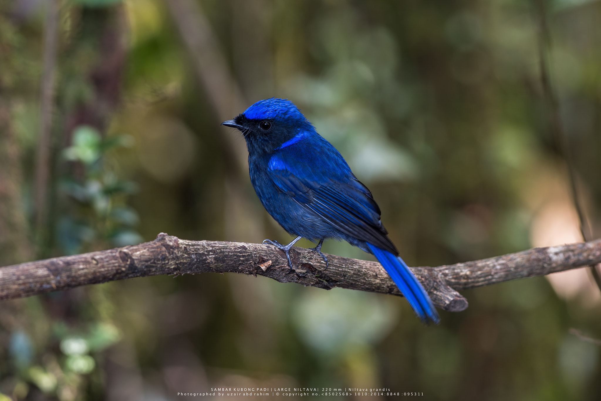 Nikon D810 + Nikon AF-S Nikkor 300mm F2.8G ED VR II sample photo. Male large niltava photography