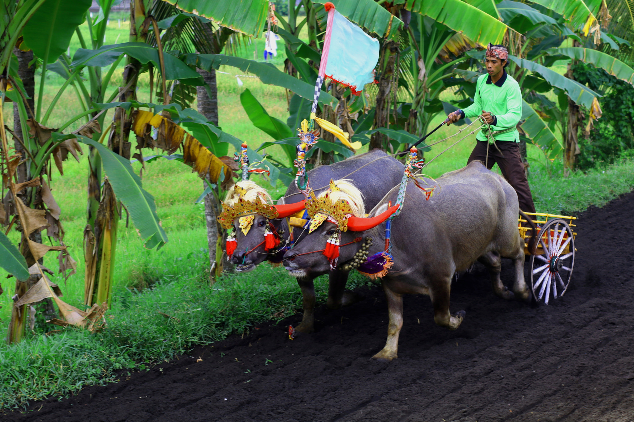Canon EOS 80D + Canon EF 50mm F1.8 II sample photo. Makepung buffalo race photography