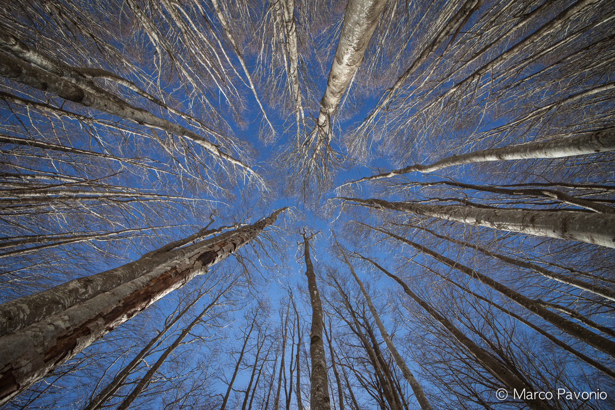Canon EOS 5D Mark II + Sigma 12-24mm F4.5-5.6 II DG HSM sample photo. Forest to sky photography