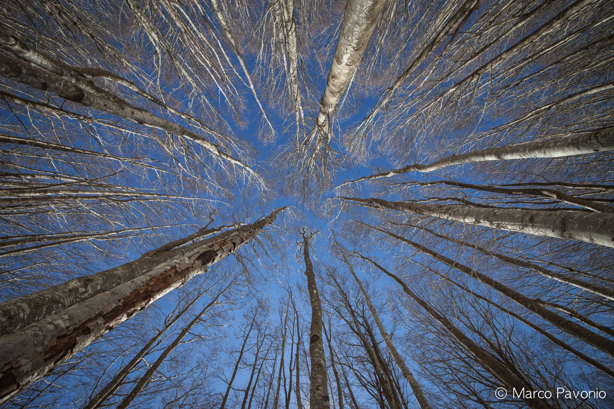 Sigma 12-24mm F4.5-5.6 II DG HSM sample photo. Forest to sky photography